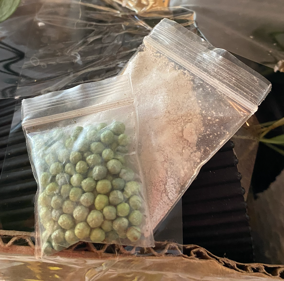 Pack Copihues Rojos Pequeños + Envio Gratis