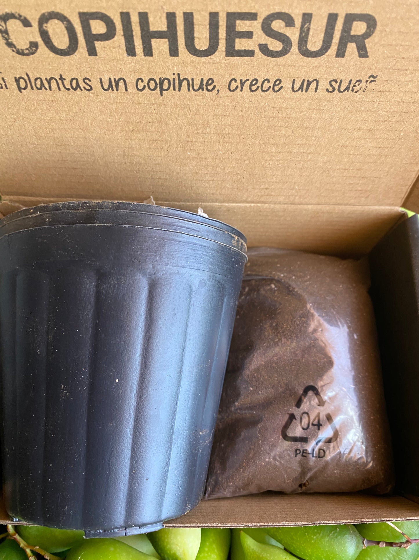 Mi primer Copihue