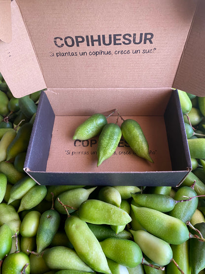 Mi primer Copihue