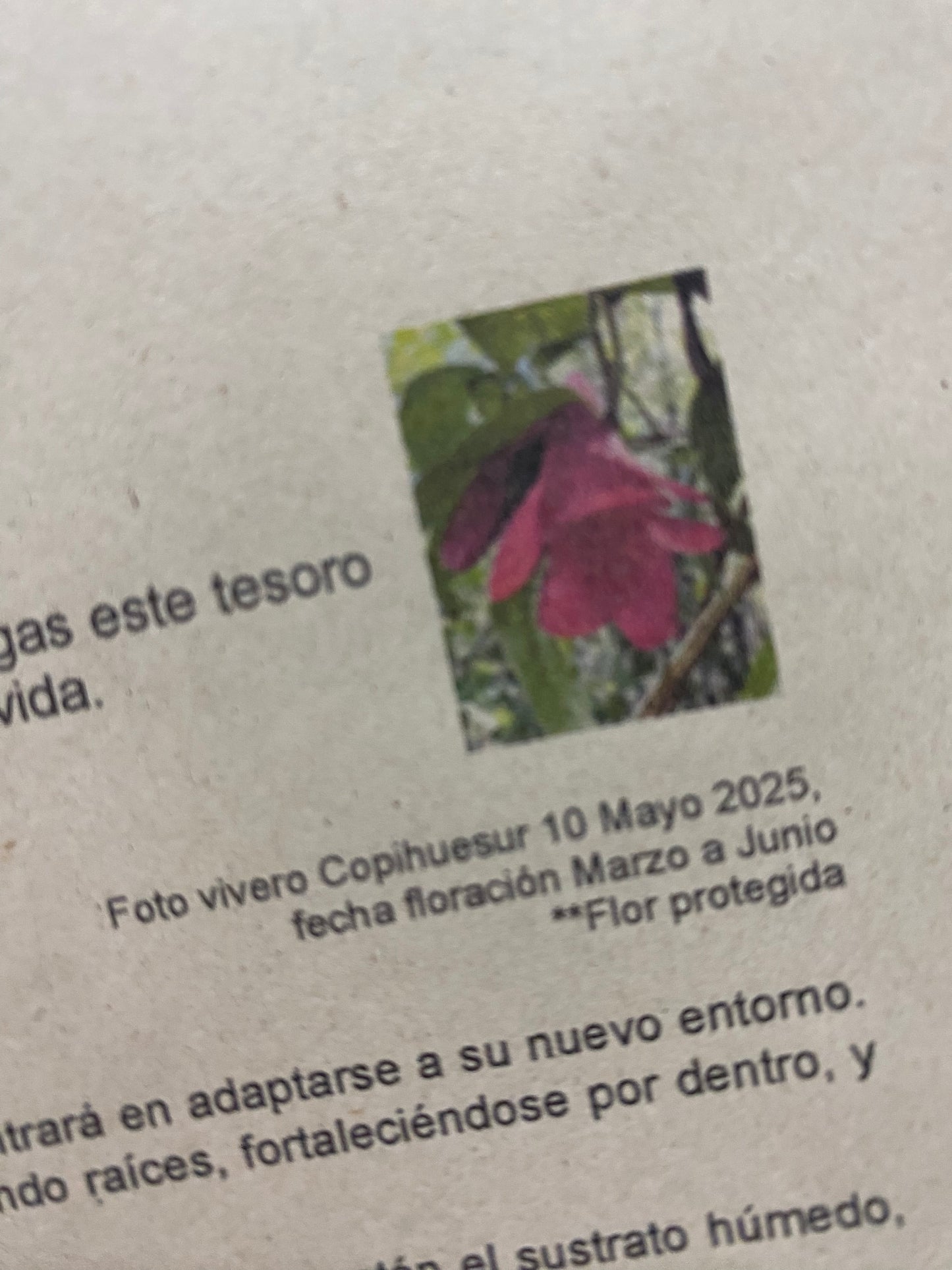 Copihues rojos XL + envio gratis