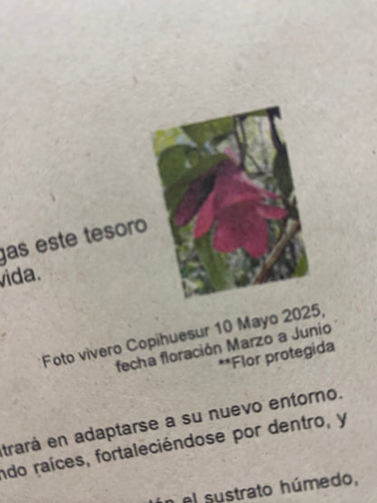 Copihues rojos XL + envio gratis