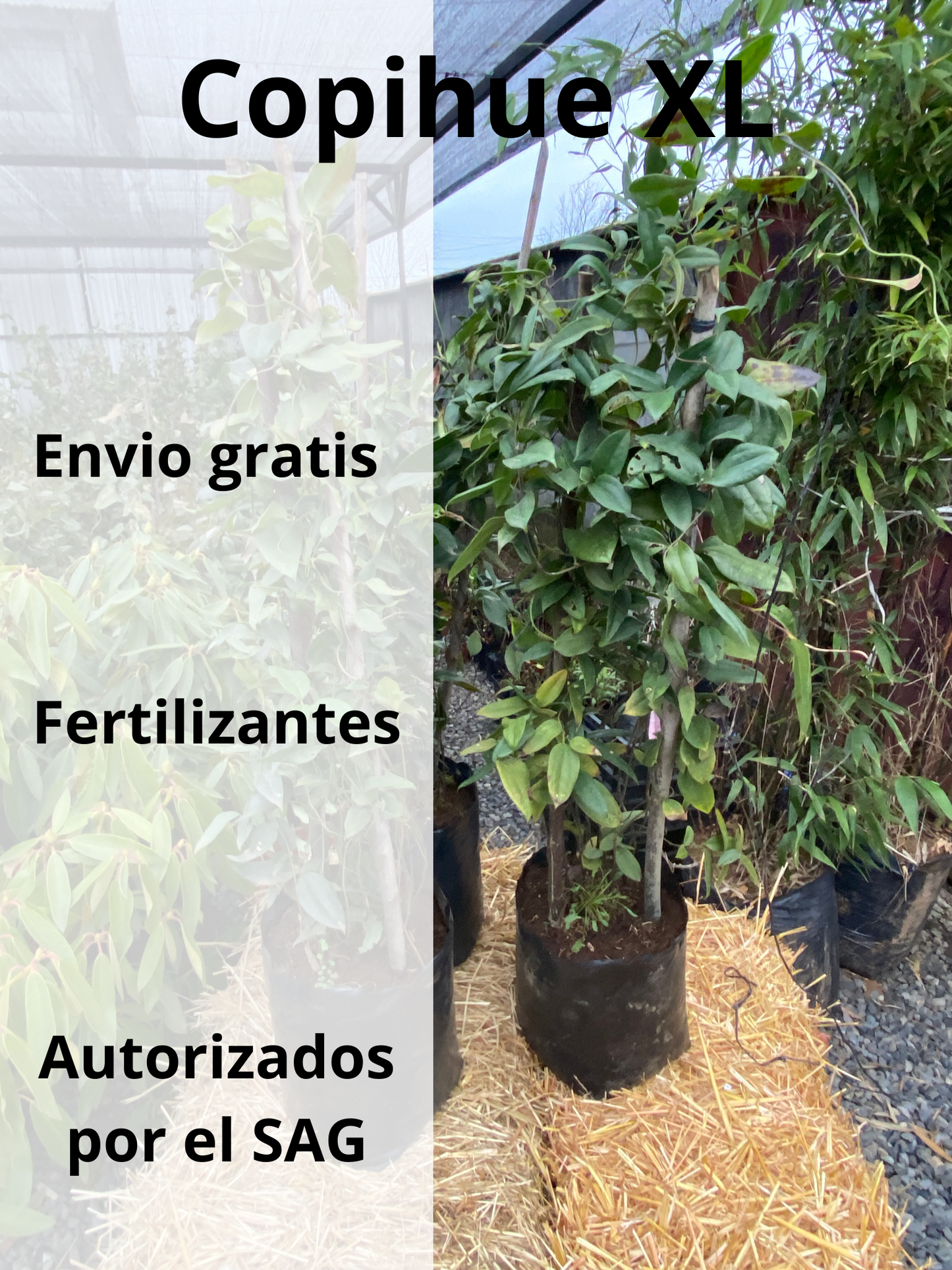 Copihues rojos XL + envio gratis