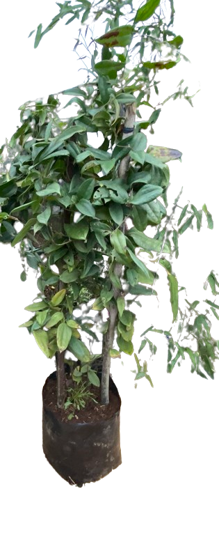 Copihue Rojo de 9 años (2 m)