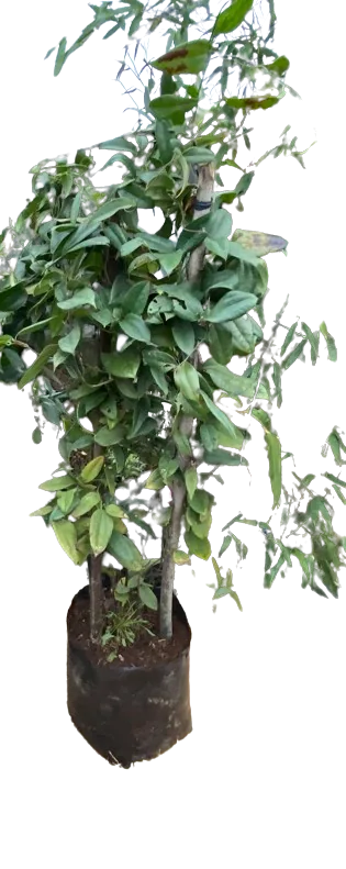 Copihue Rojo de 9 años (2 m)