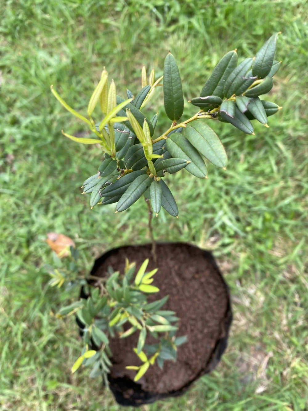 Coicopihue