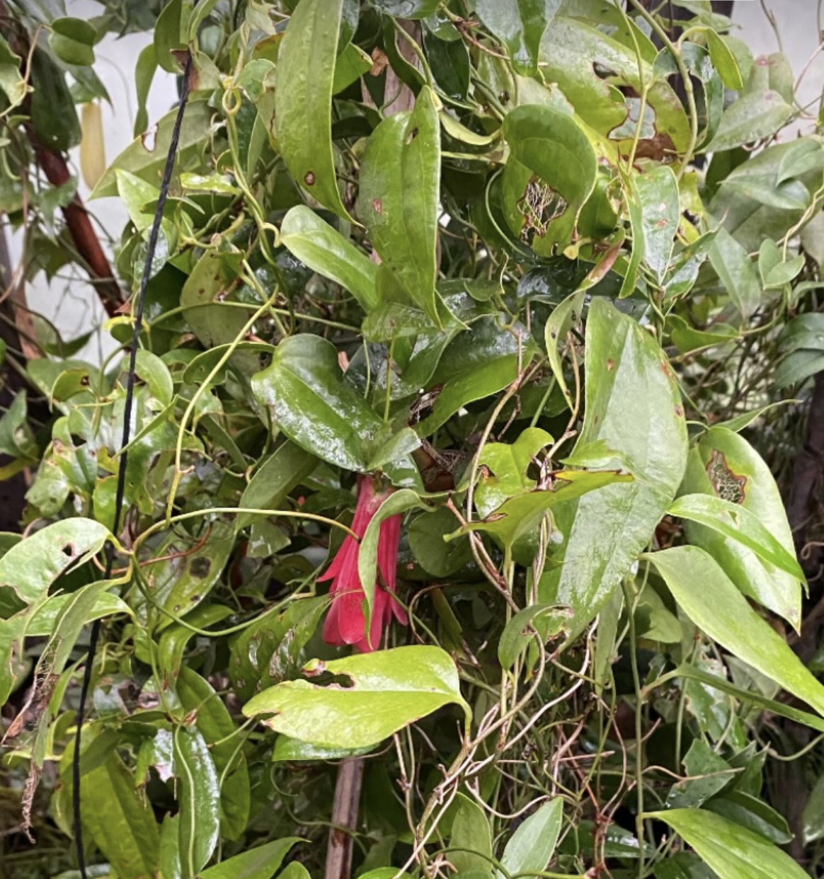 Copihue Rojo de 9 años (2 m)