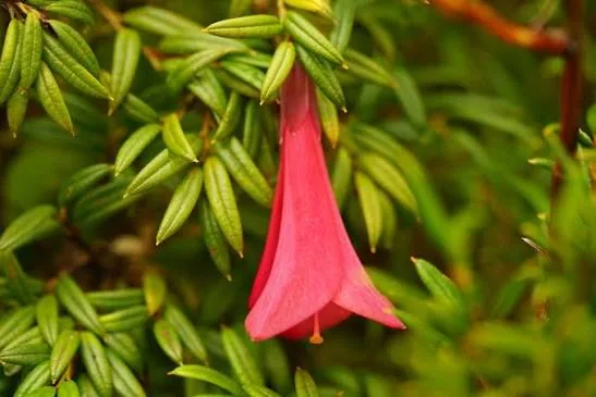 Coicopihue Rojo
