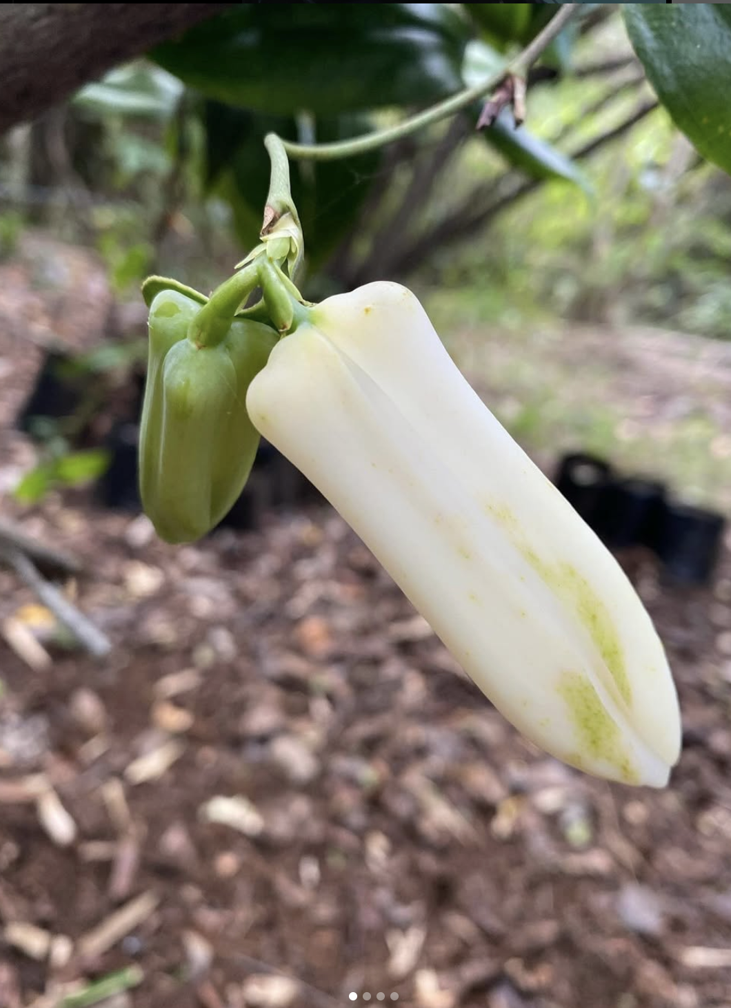Copihue Blanco