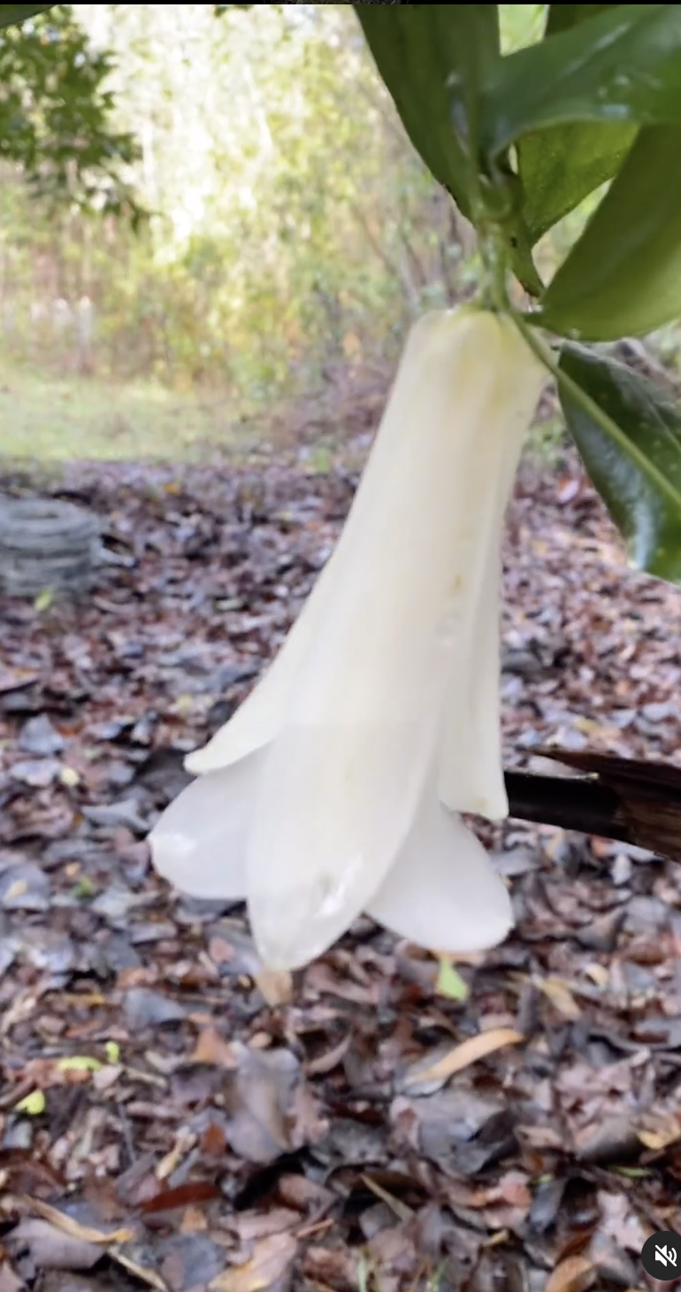 Copihue Blanco