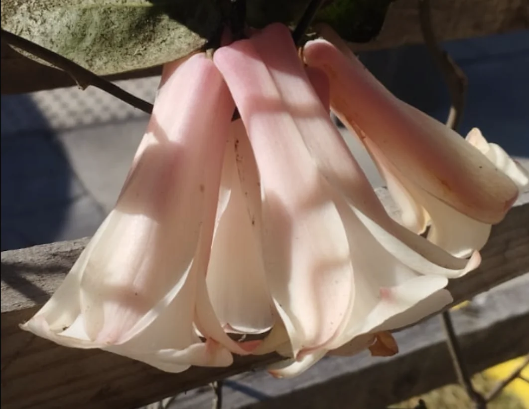 Copihue Cobquecura