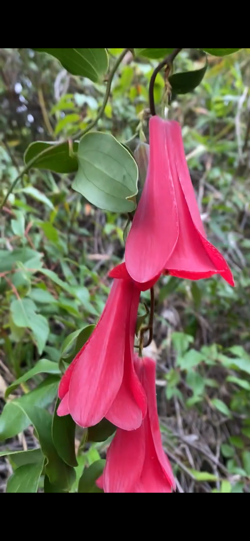 Copihue Rojo
