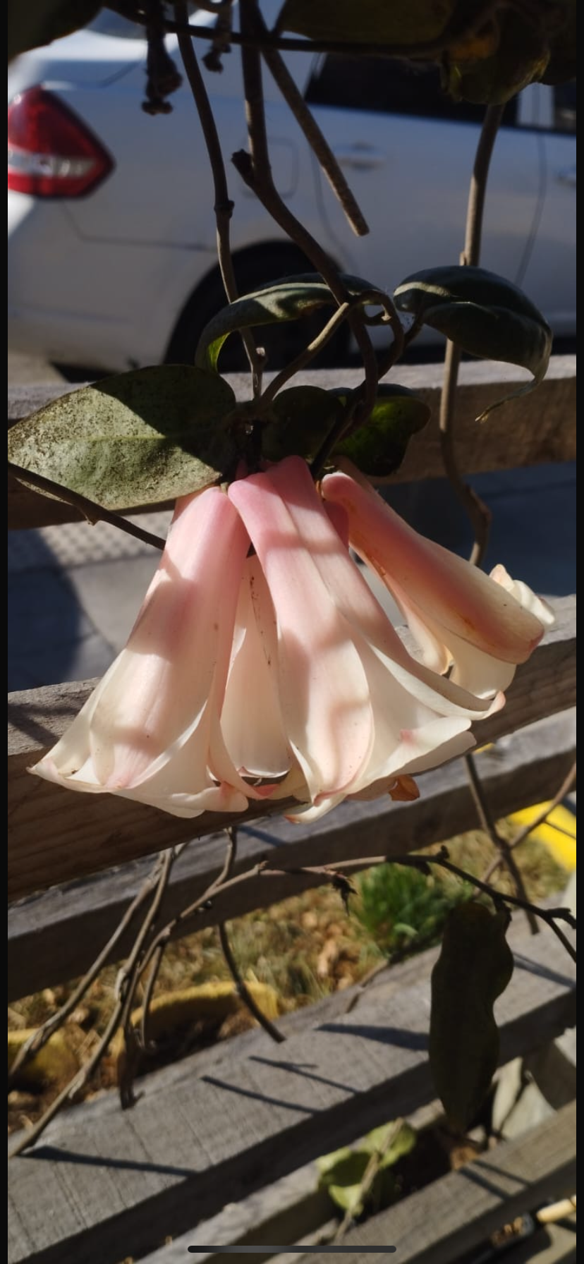 Copihue Blanco