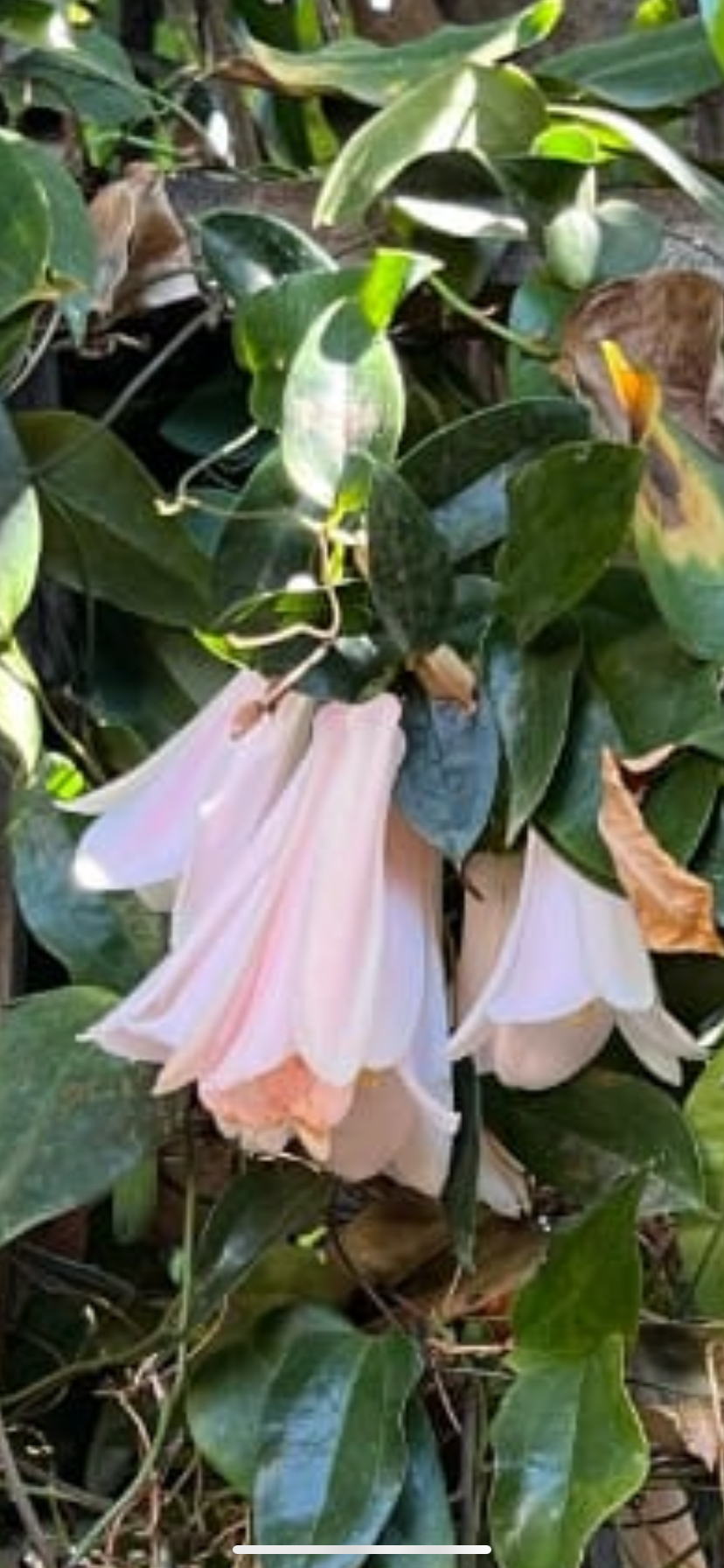 Copihue Rosado