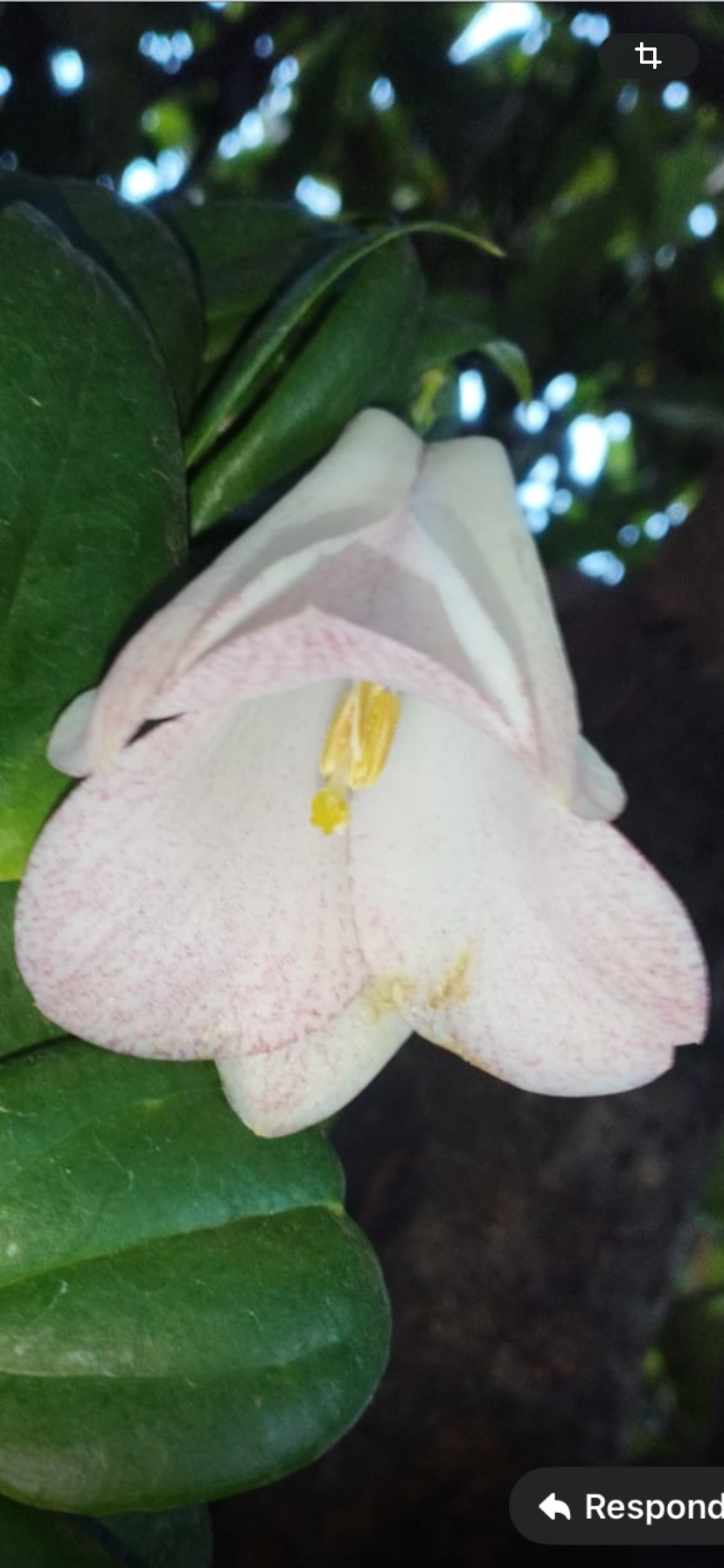 Copihue en Flor