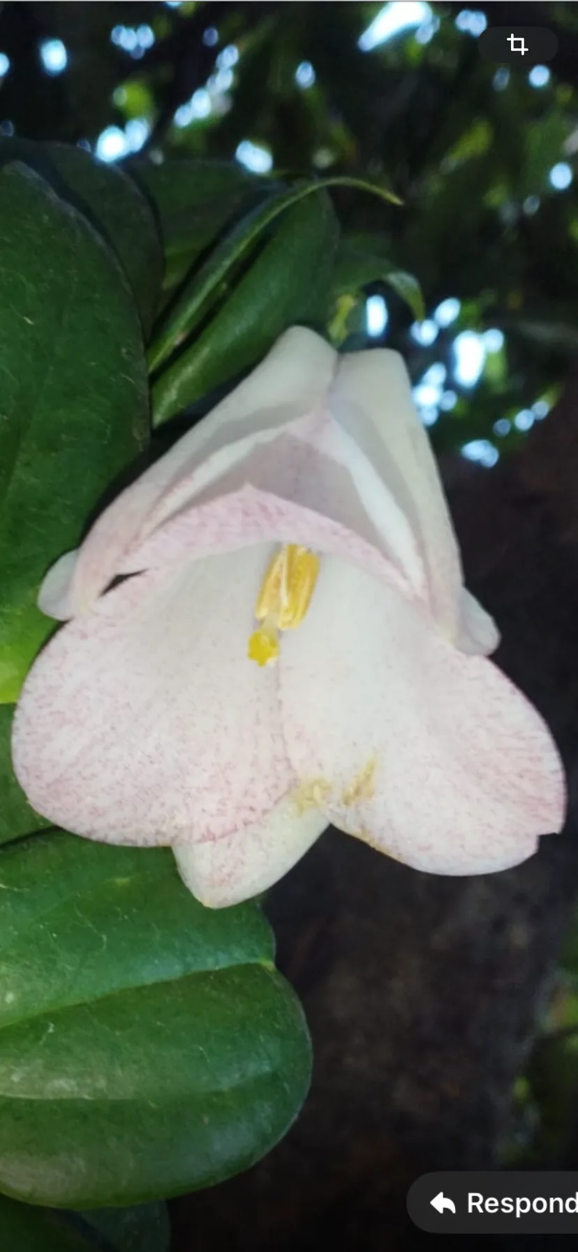 Copihue Nahuelbuta