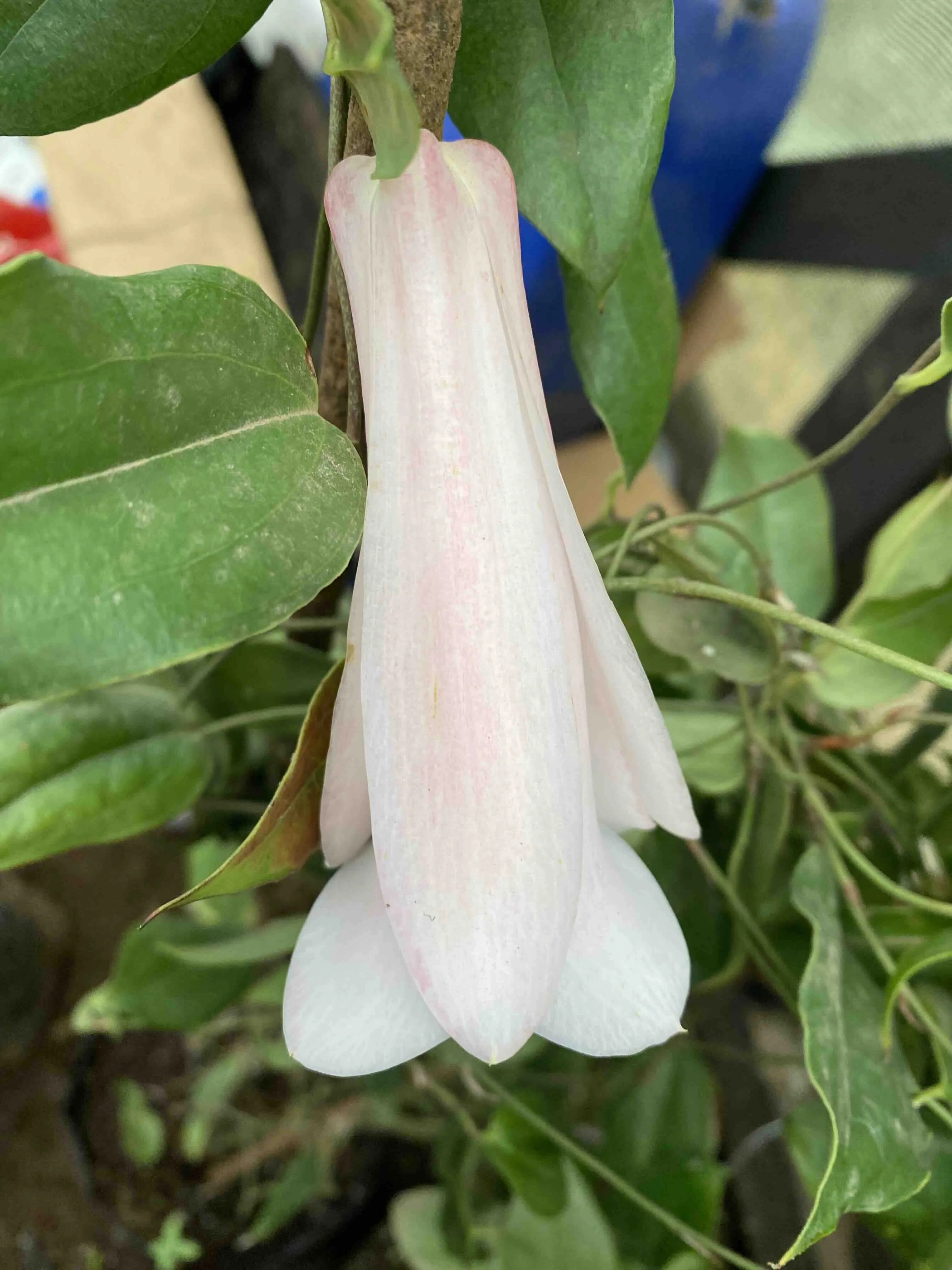 Copihue Rosada