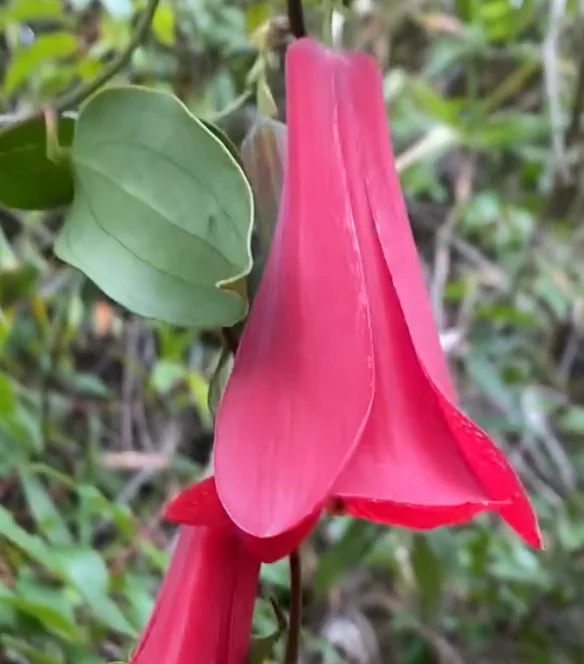 Copihue rojo en flor