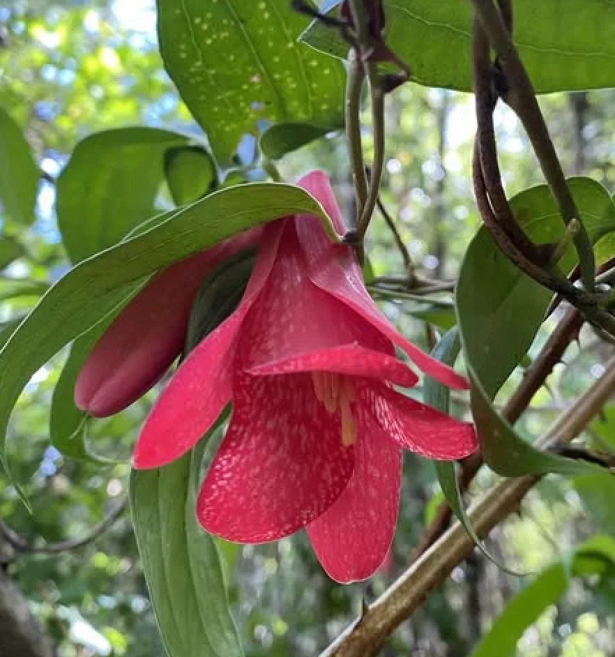 Copihue rosado en bosque